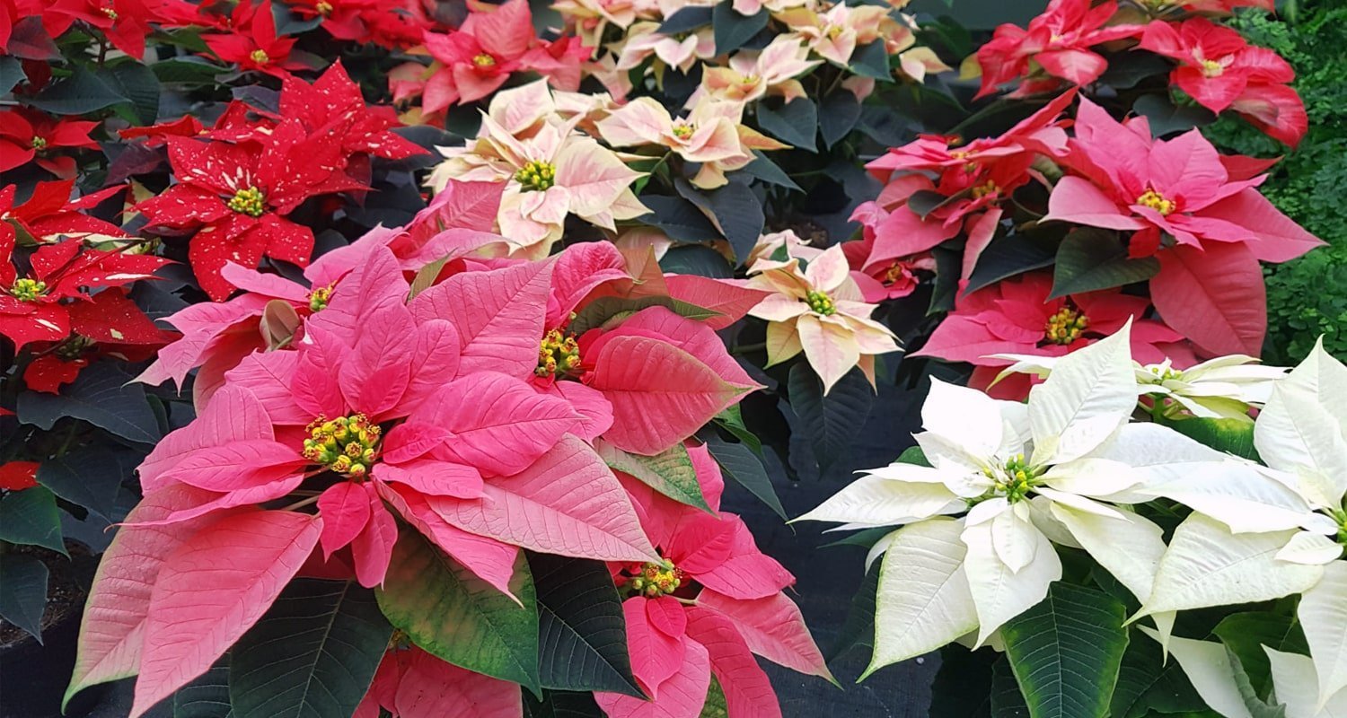 Poinsettia – Gardening Tips