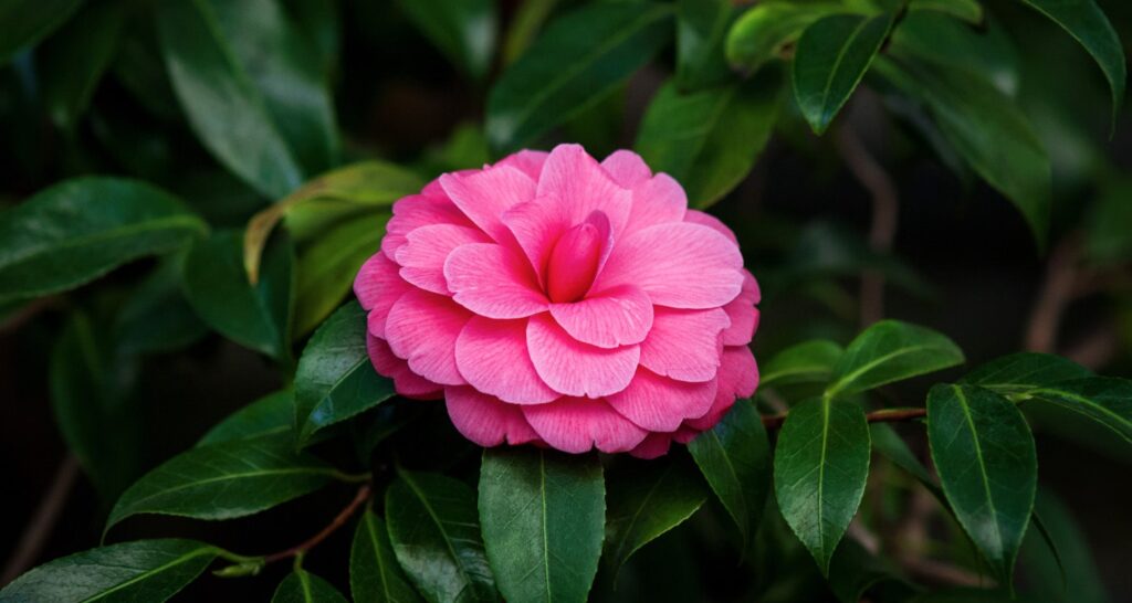 Camellia, scientifically named Camellia japonica, is a beautiful flowering plant native to Asia.