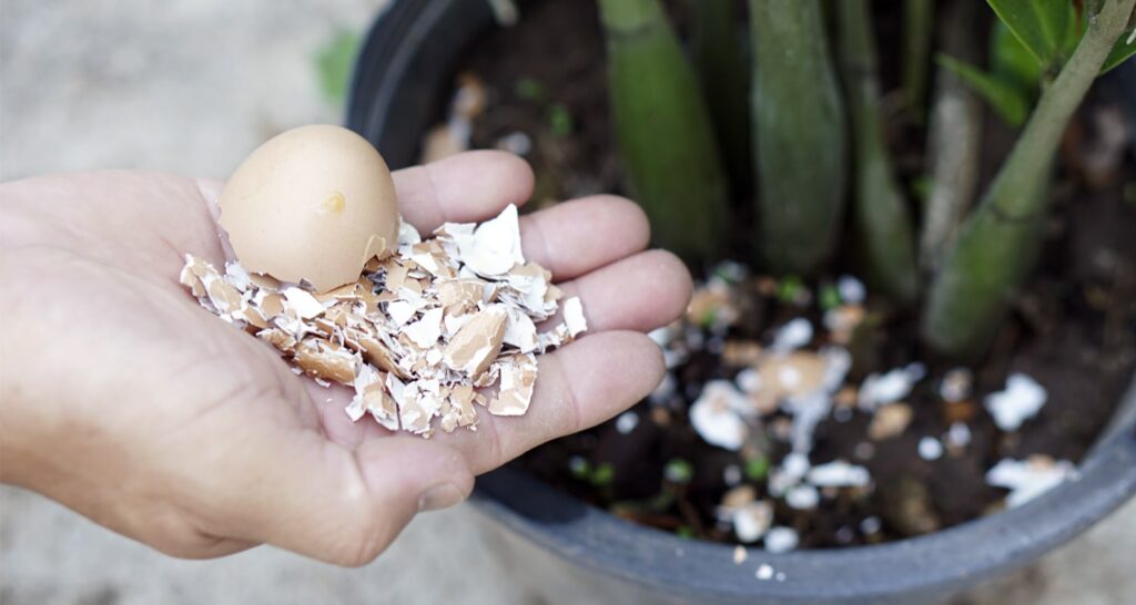Eggshell fertilizer is a natural and organic fertilizer that is made from crushed eggshells.
