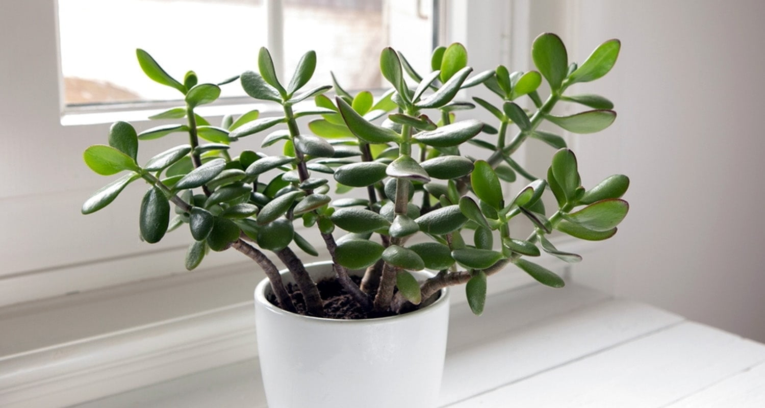 Jade Plant – Gardening Tips